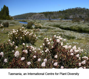 tasmanian flora